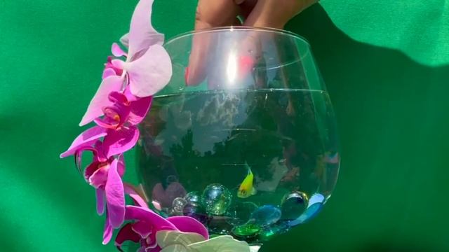 Золотая рыбка, Неон, Данио, Тетра - расслабляющее видео про животных смотреть онлайн