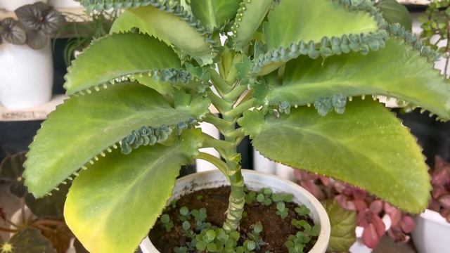 Elamulachi Plant | Bryophyllum Pinnatum | Miracle Leaf Plant| Gardening|propagation