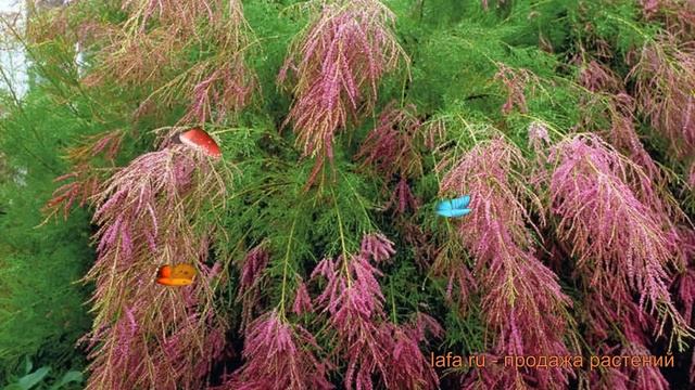 Тамарикс ветвистейший (tamarix) ? ветвистейший тамарикс обзор: как сажать, саженцы тамарикса