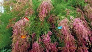 Тамарикс ветвистейший (tamarix) ? ветвистейший тамарикс обзор: как сажать, саженцы тамарикса