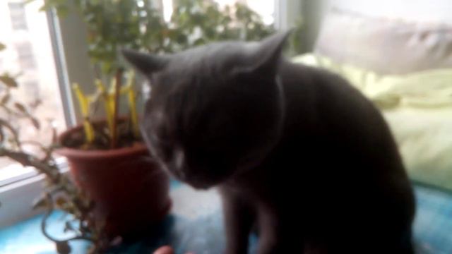 Кот Плюша. Сегодня четверг. Солнышко за тучами. смотреть онлайн