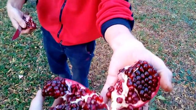 День рождения в гранатовом саду, Азербайджан 2017 смотреть онлайн