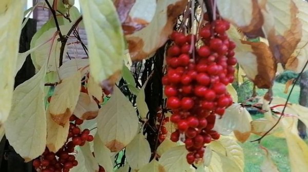 Лимонник китайский (Schisándra chinénsis) - ягоды краснеют, листва желтеет. Осень 2022