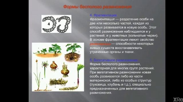 З.М.Тулебаева Формы размножения организмов 8 класс смотреть онлайн