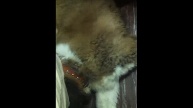 Жизнь Лотоса,дневник Лотоса смотреть онлайн