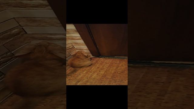 Как тяжко в квартире