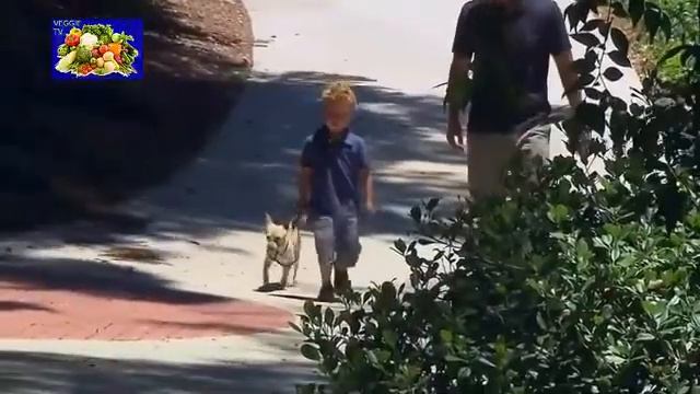 Cesar Millan's doggis nightmare (dog whisperer) смотреть онлайн
