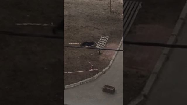 Смешная собака «открывает» детскую площадку смотреть онлайн