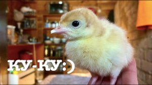 #100. Безопасный выгул для птицы. Взяли индюшат. [Жизнь на своей земле]