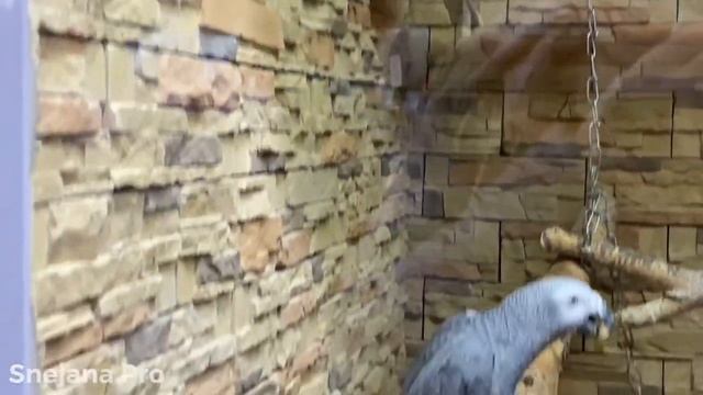 Что работает во время Локдауна ?? Обзор лучшего зоомагазина - как мини зоопарк?