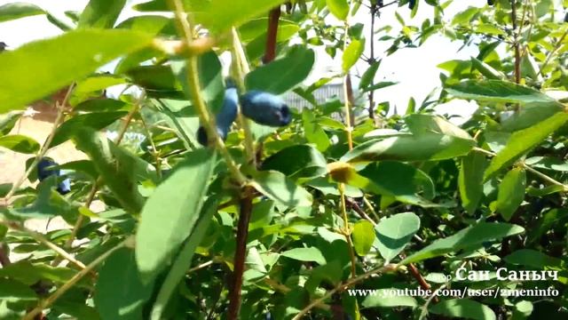 Собираем жимолость на даче смотреть онлайн