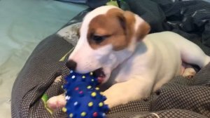 Все вещи моей собаки|Что нужно для щенка| Джек Рассел Терьер | puppy Jack Russel Terrier