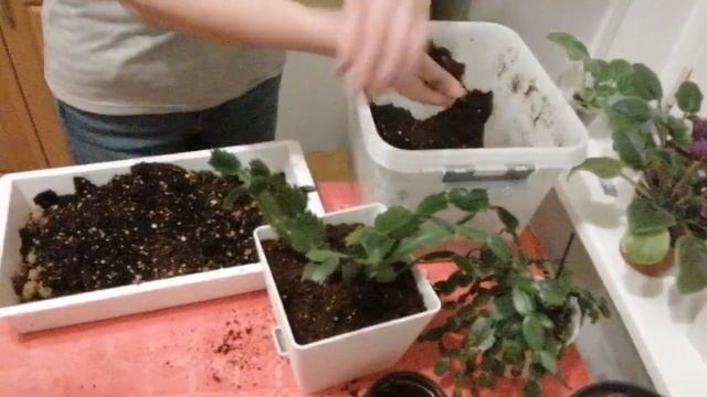 Будни пока ещё не совсем цветанутого цветочника))) смотреть онлайн