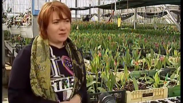 Сукуленти. Гість студії – флорист Олена Ятель смотреть онлайн