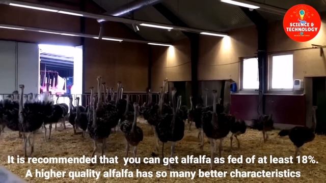 Amazing Ostrich Farm Around The World-Ostrich Slaughterhouse-Ostrich Products Factory Processing