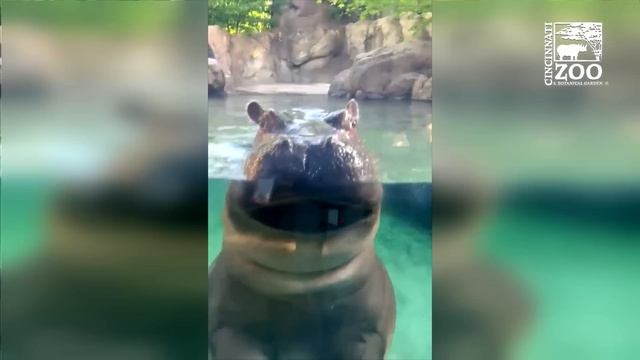 Hippo Fiona is 6 Years Old - Here's 6 Years of Highlights - Cincinnati Zoo смотреть онлайн