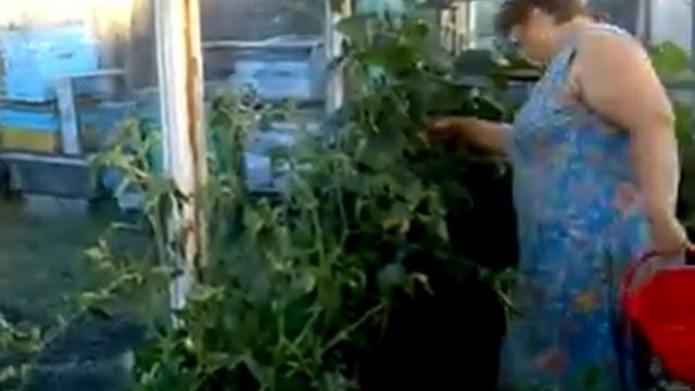 сбор урожая в теплице смотреть онлайн