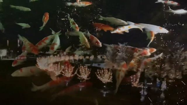 новогодний парк Галицкого смотреть онлайн