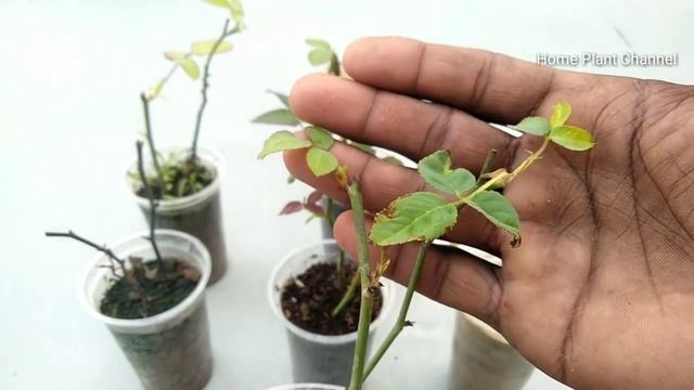 How to grow rose from cuttings, best result of rose cutting, rose cutting 100% result, grow rose. смотреть онлайн