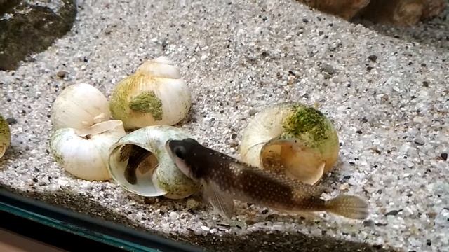 Нерест_мелеагрис смотреть онлайн