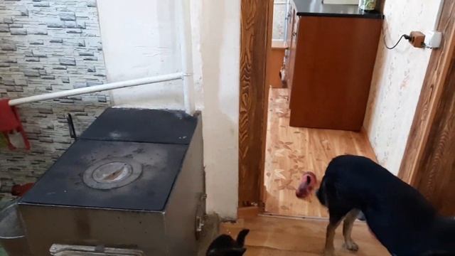 Пора покупать корма. Сколько у нас получилось. смотреть онлайн