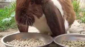 Можно ли кормить кроликов свиным комбикормом