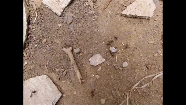Муравьи едят клеща смотреть онлайн