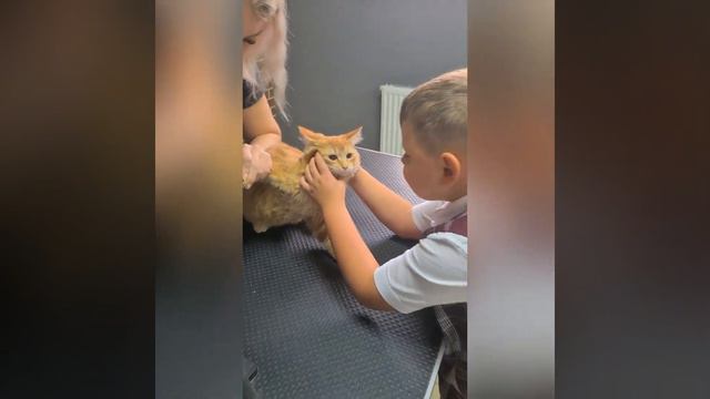 Животные.Любите ваших пушистиков.Постарайтесь сделать жизнь чужих животных хотя бы немного радостне смотреть онлайн