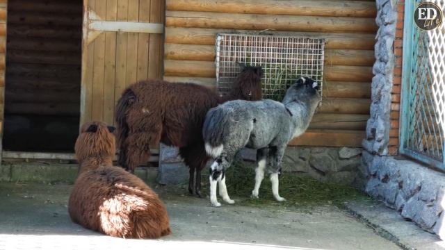 Альпаки в Ленинградском зоопарке – время обеда невероятно милых животных семейства верблюдовых смотреть онлайн