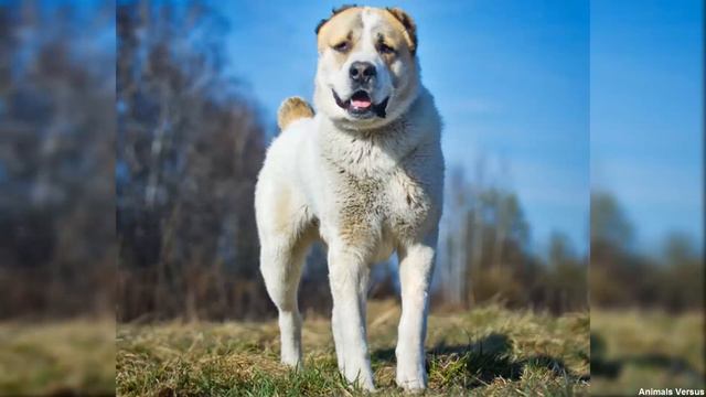 Wolf vs Dog. Who is stronger Wolf or Dog? смотреть онлайн