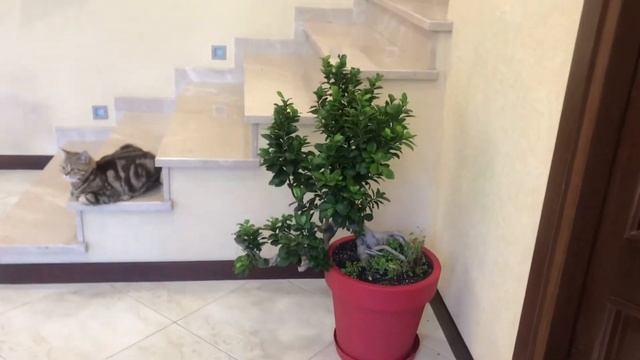 Бонсай - фикус Гинсенг. Украшает интерьер и радует душу. смотреть онлайн