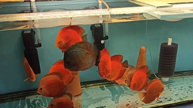 Ремонт аквариума на 500 литров. смотреть онлайн