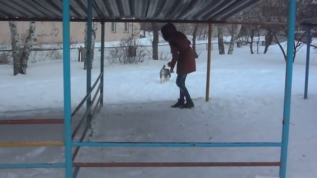 ХАСКИ берет барьер)))Прикол!!!!)))))