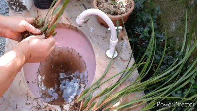 ORQUÍDEA MAXILLARIA TENUIFOLIA, DESENVASAMENTO, REPLANTE E MUDAS смотреть онлайн