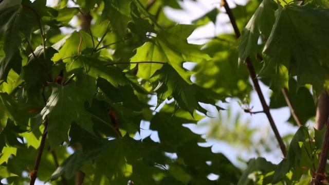 титония и венидиум из Африки в моем саду как картина импрессиониста. смотреть онлайн