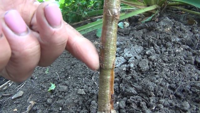 Итоги ночной прививки (окулировки) персика. смотреть онлайн