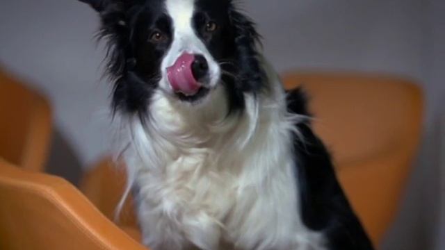 Обновленная линейка кормов для животных "Brit"! смотреть онлайн