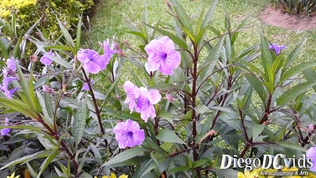 Ruellia Simplex - Ruellia Brittoniana - Mexican Petunia - Wild Petunias (Ruellieae)