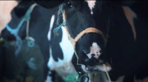 Как говорит корова? | Звуки коровы |Cow sounds!