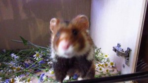 Карбыш Патрик