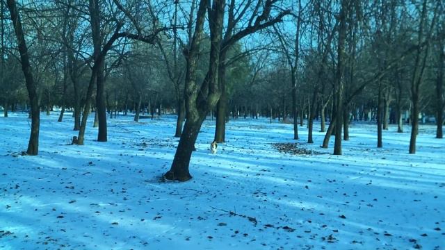 Корги гуляет по парку смотреть онлайн