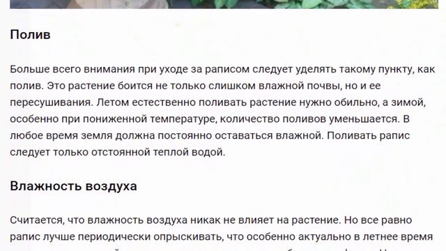 Рапис Красивые растения для дома и сада смотреть онлайн