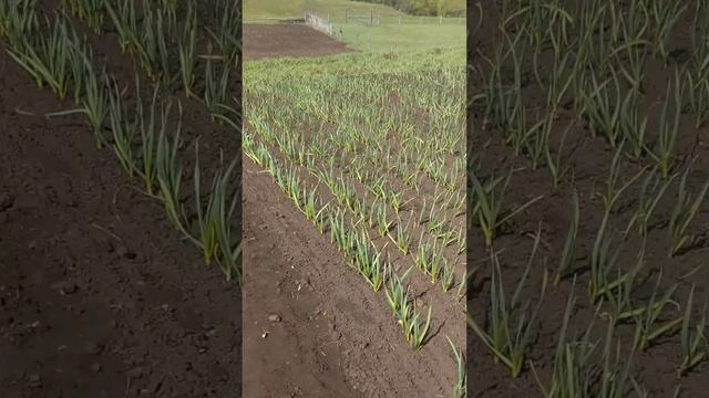 штригельная борона для мотоблока смотреть онлайн