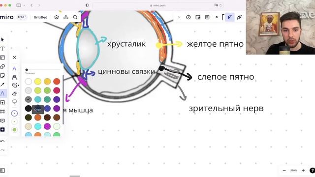 Зрительная анализатор | спецкурс анатомия  | EGE Hub