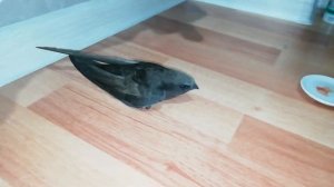 РЕДКАЯ, СВЯЩЕННАЯ ПТИЦА АБАБИЛЬ //Тунзала Мамедли //