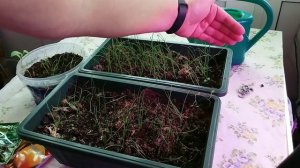 Лук Эксибишен. Обрезка и подкормка рассады