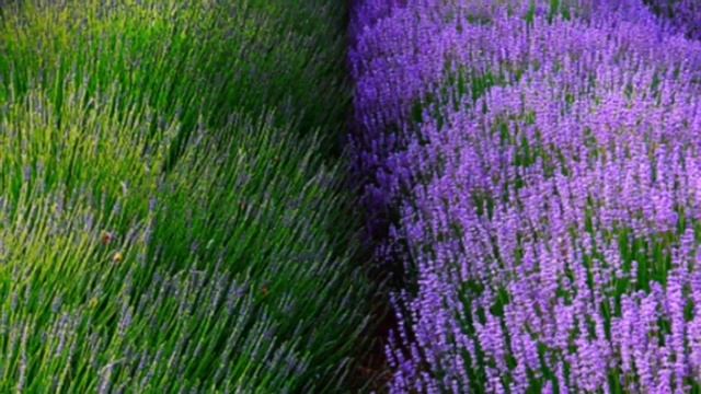 КОТОВНИК - морозостойкий многолетник и просто прекрасный цветок для сада, советы Евгении