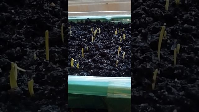 Свой лук батун на подоконнике смотреть онлайн