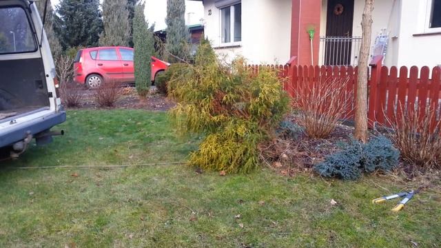 Ford transit 2.5d. Wyrywanie drzewka. смотреть онлайн