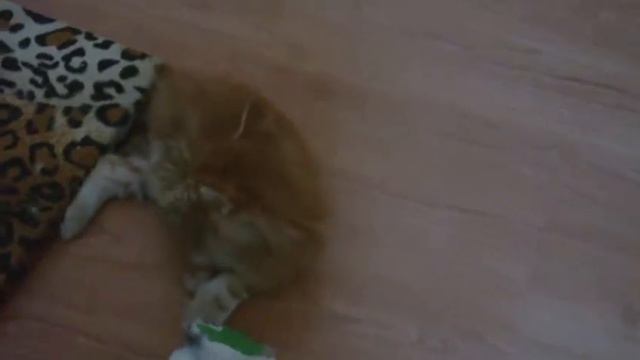 Мейн кун 4 недели смотреть онлайн